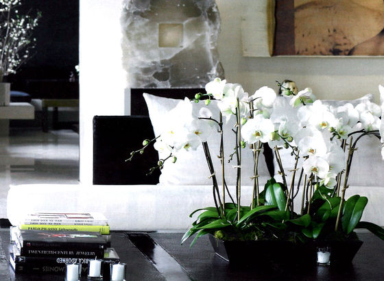 Black and white con orchidee
